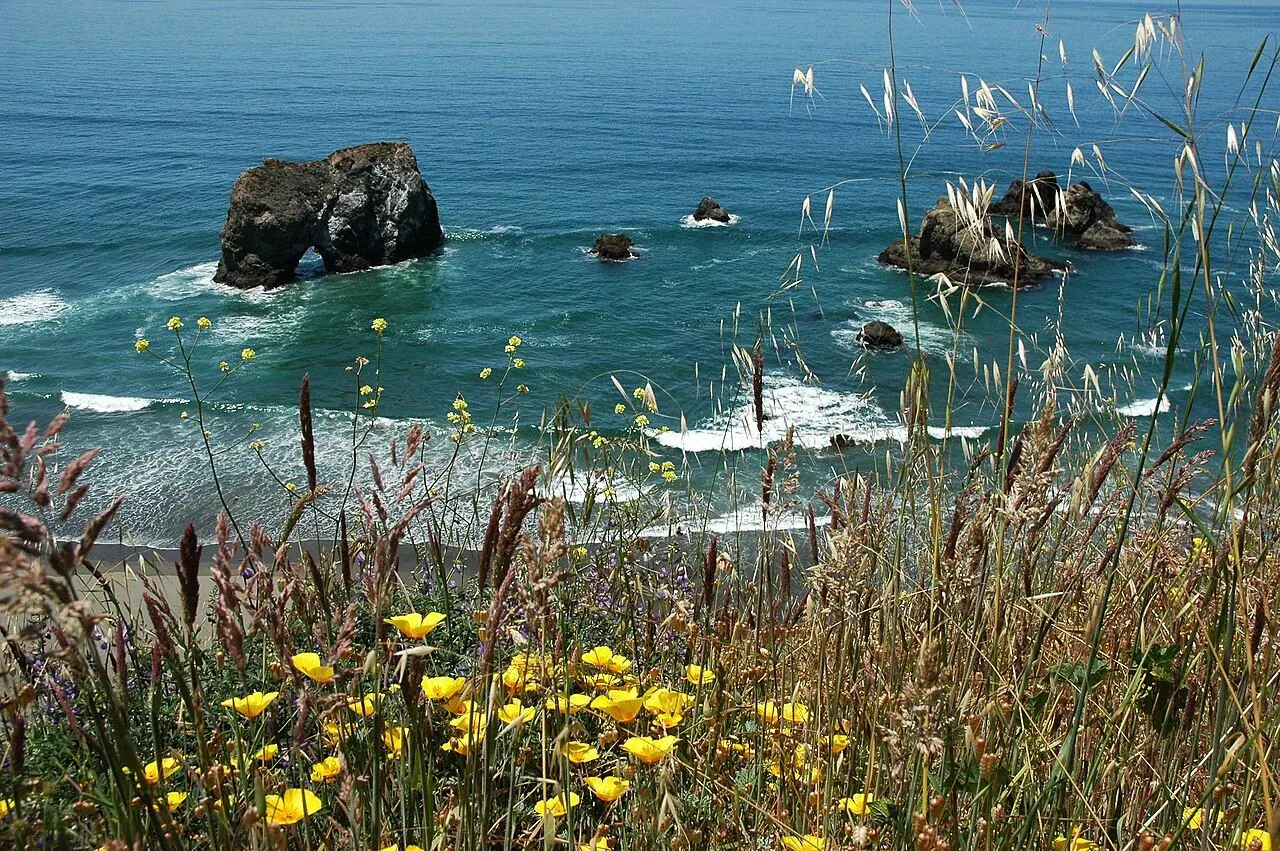 Pacific Odyssey 2001